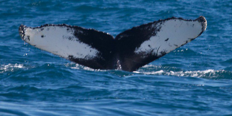 whale watching in St Pierre