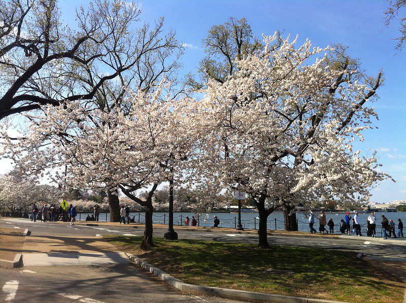 District of Columbia cherry blossoms