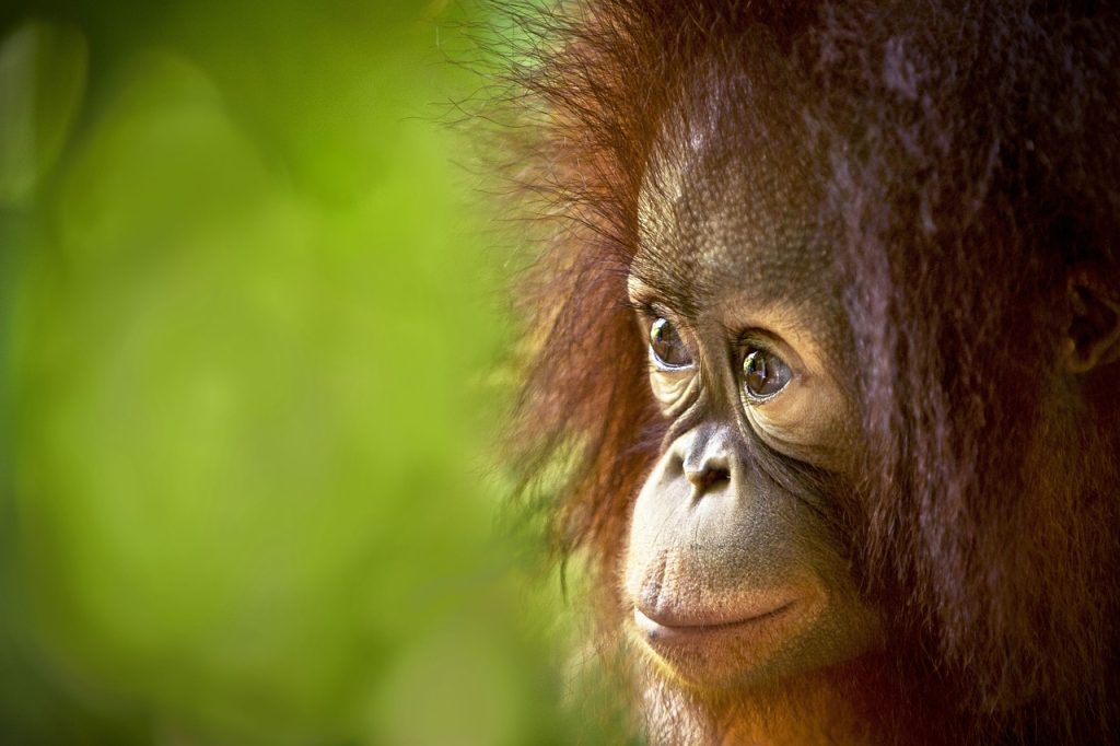 fun facts about orangutans