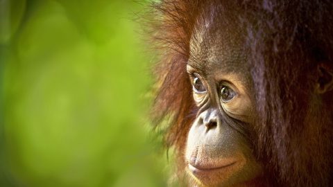 fun facts about orangutans