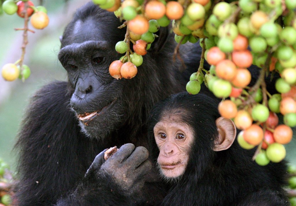 Chimpanzees