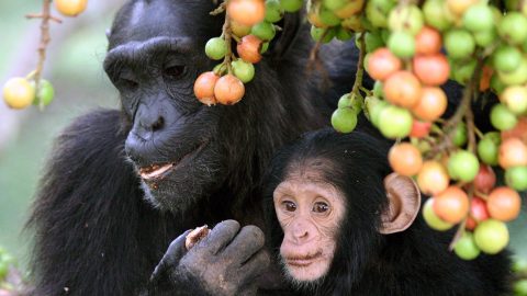 Chimpanzees