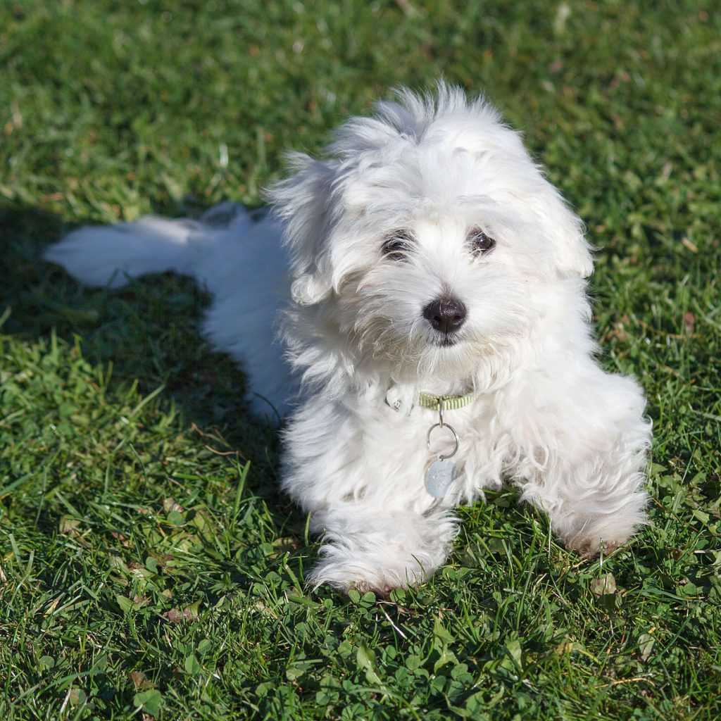 barbra streisand cloned dog - on this day in history