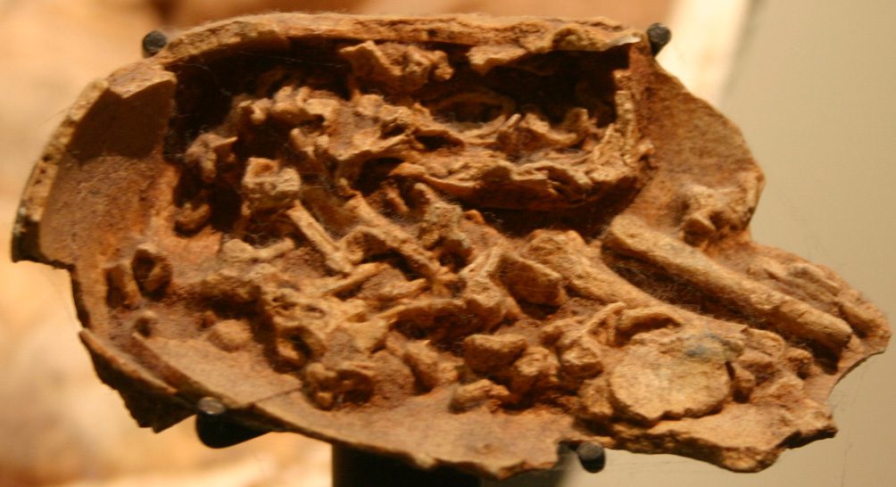 Dinosaur embryo