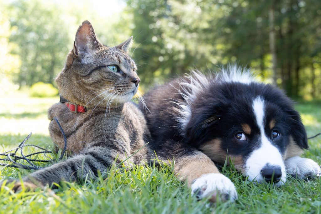 National Love Your Pets Day
