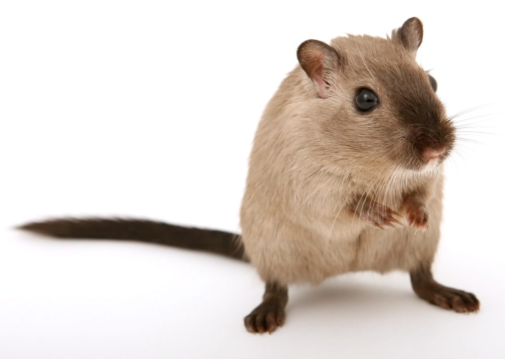 a rat
