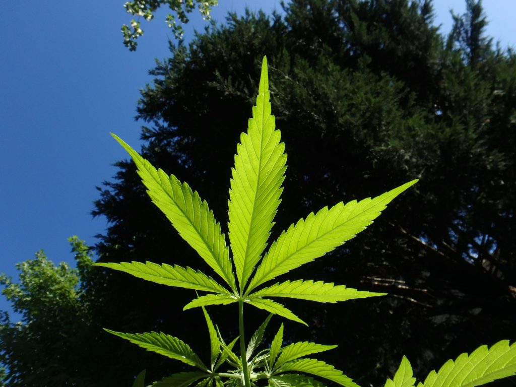 National Hemp Day