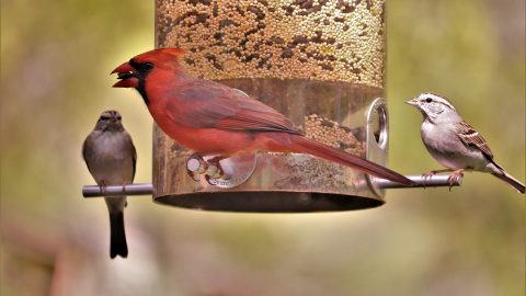 Bird feeders for February