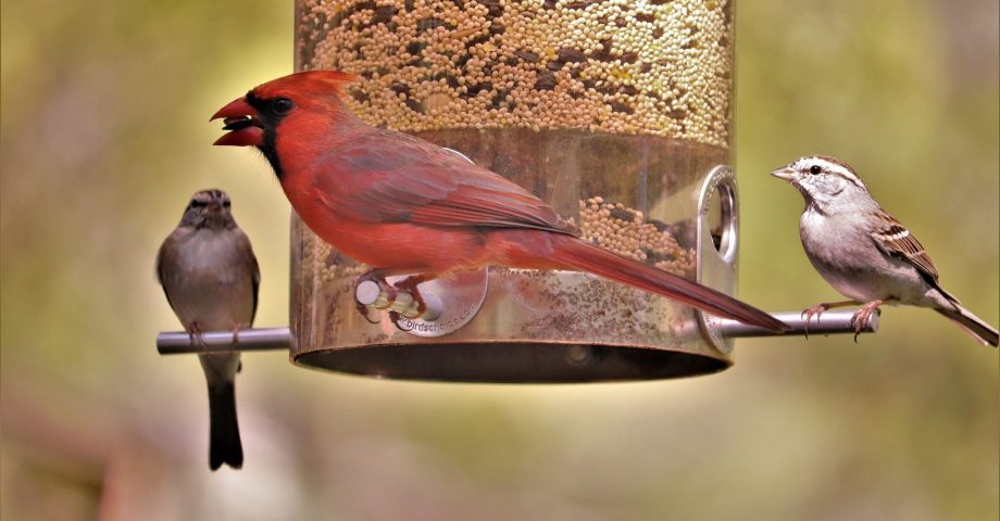 Bird feeders for February