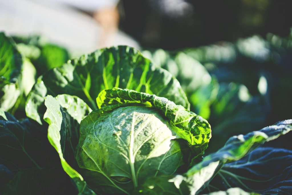 National Cabbage Day
