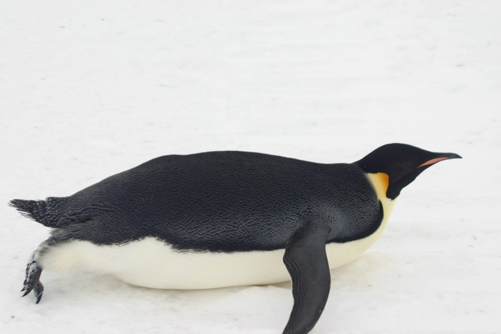 emperor penguin
