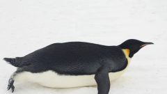 emperor penguin