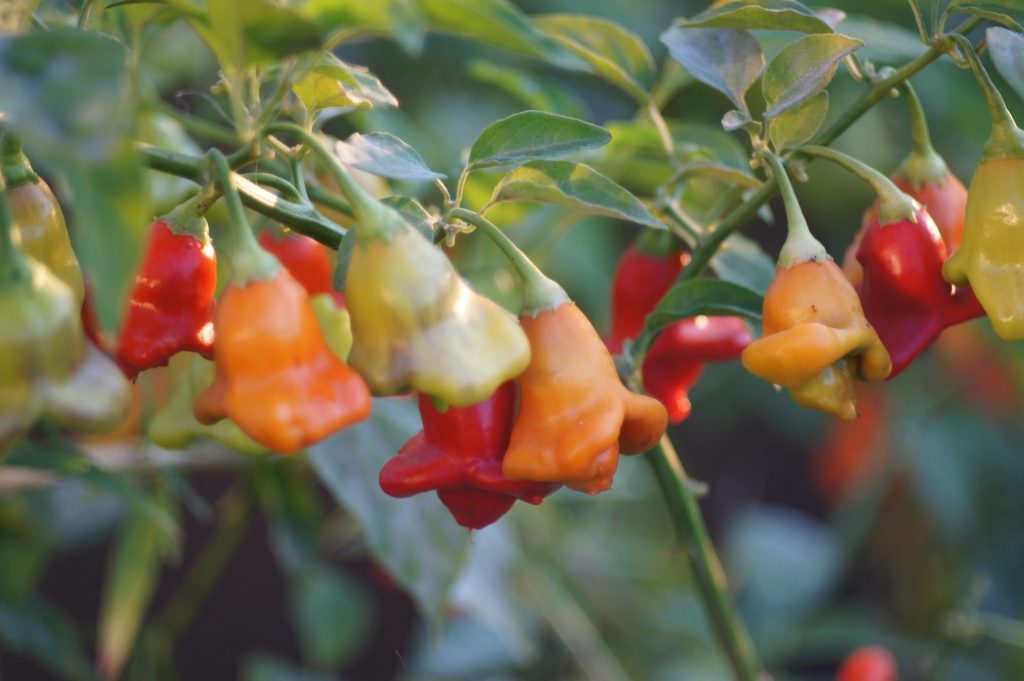 A variety of peppers