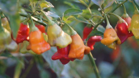 A variety of peppers