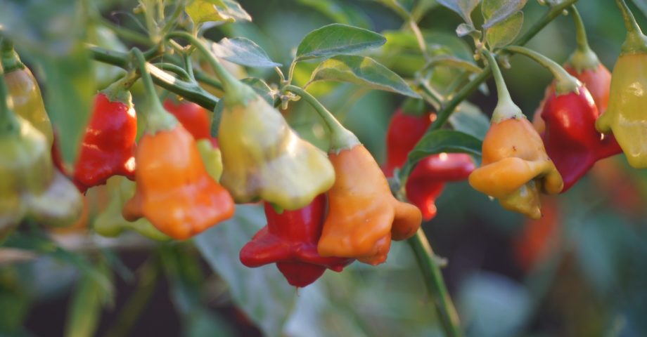 A variety of peppers