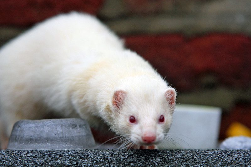 Albino ferret