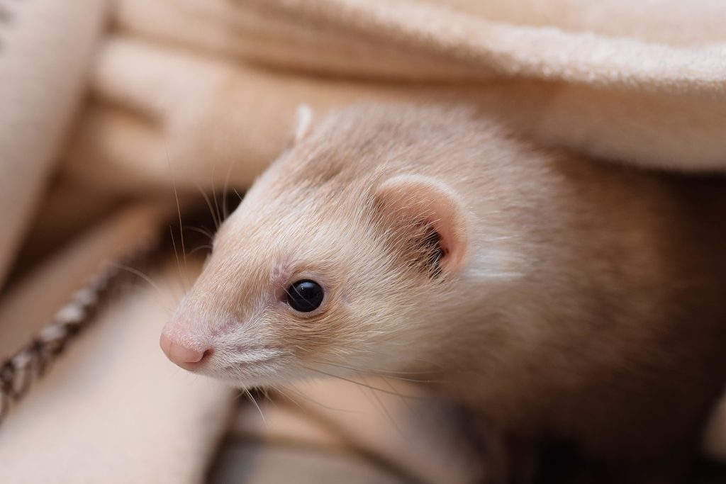 Ferret