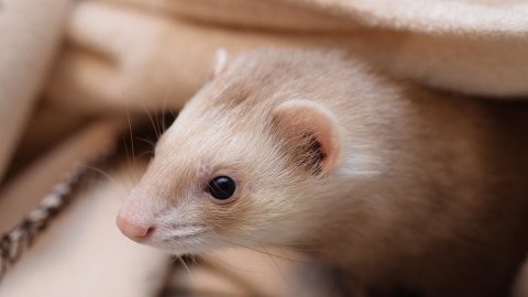 Ferret