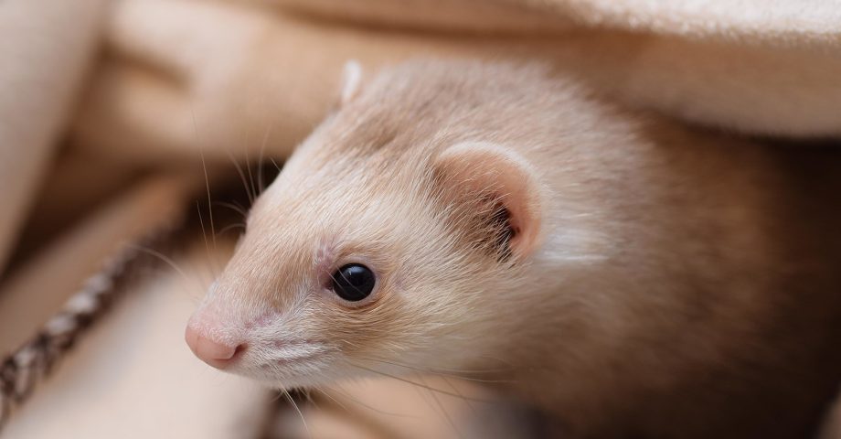 Ferret