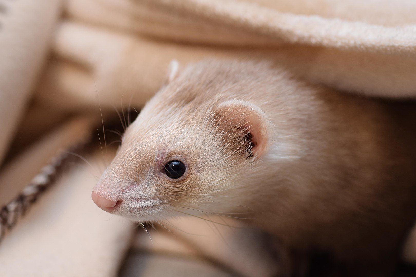 11 Feisty Facts About Ferrets