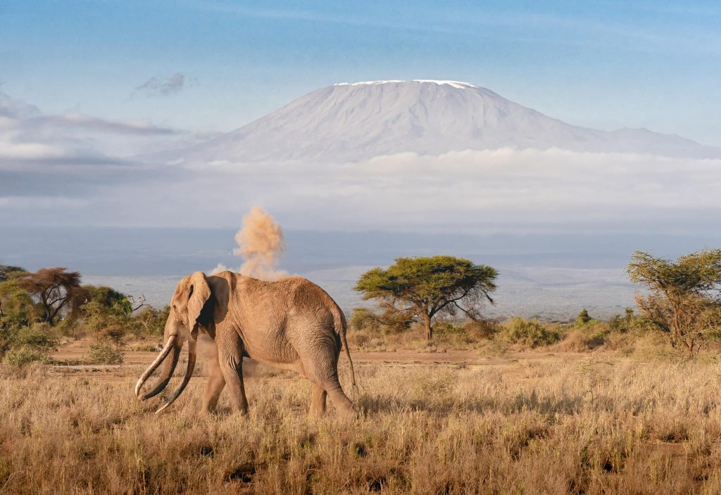 Mount Kilimanjaro and elephant