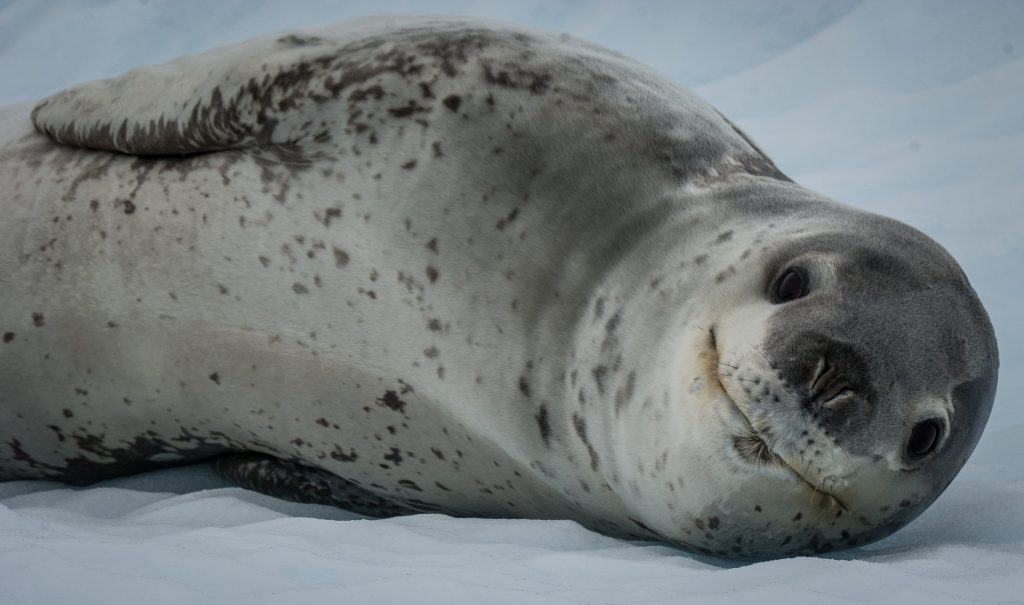 leopard seal