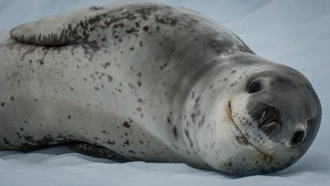 leopard seal