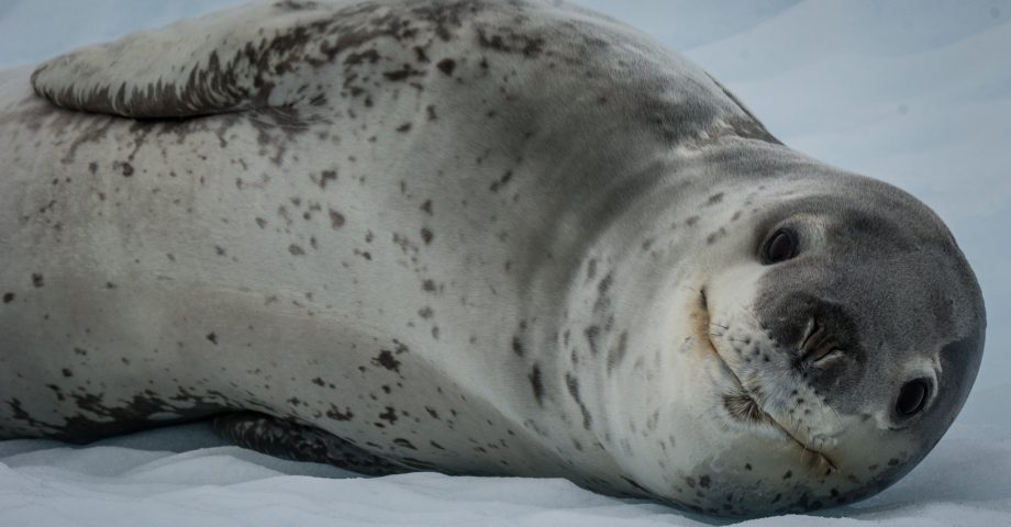 leopard seal