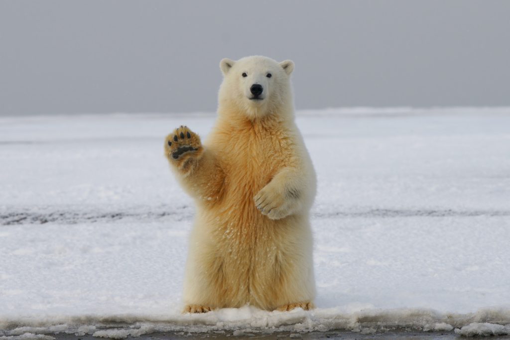 International Polar Bear day