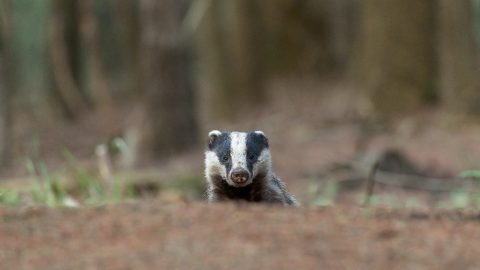 fun facts about badgers