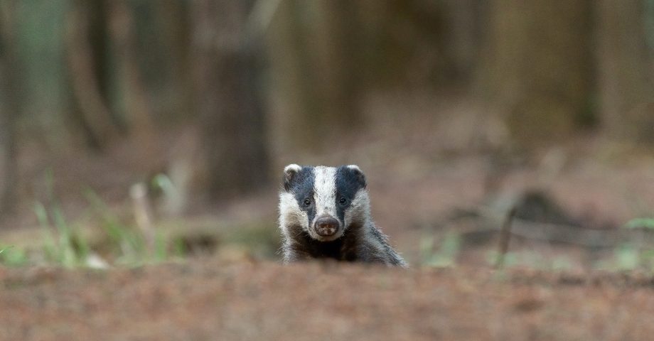 fun facts about badgers