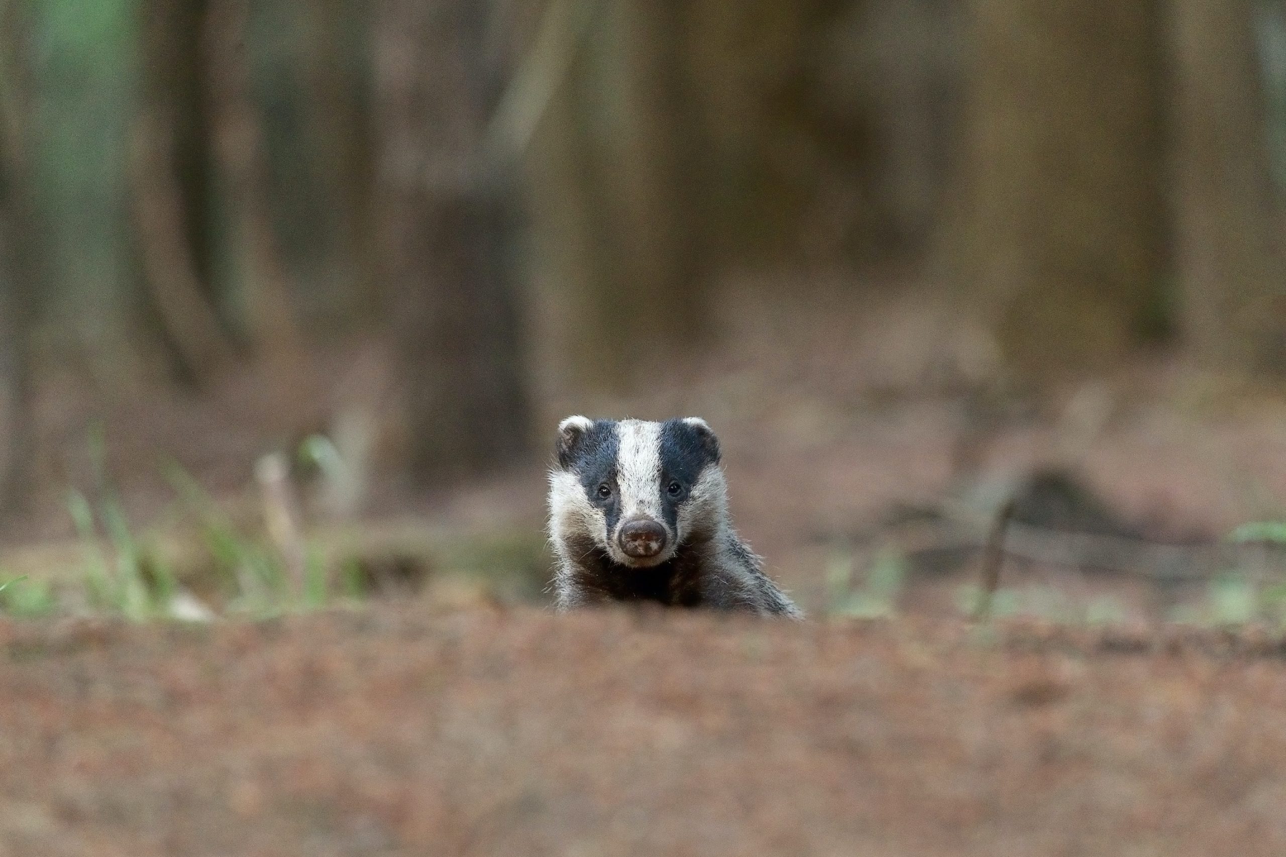15 Brilliant Facts About Badgers