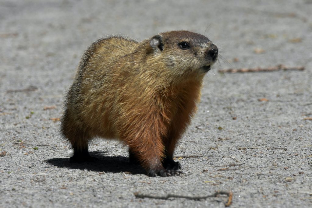 National Groundhog Day - February 2nd