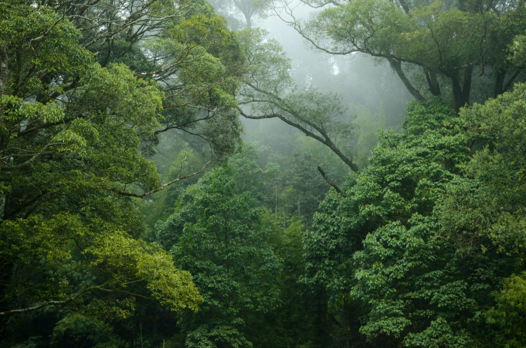 Rock for the Rainforest