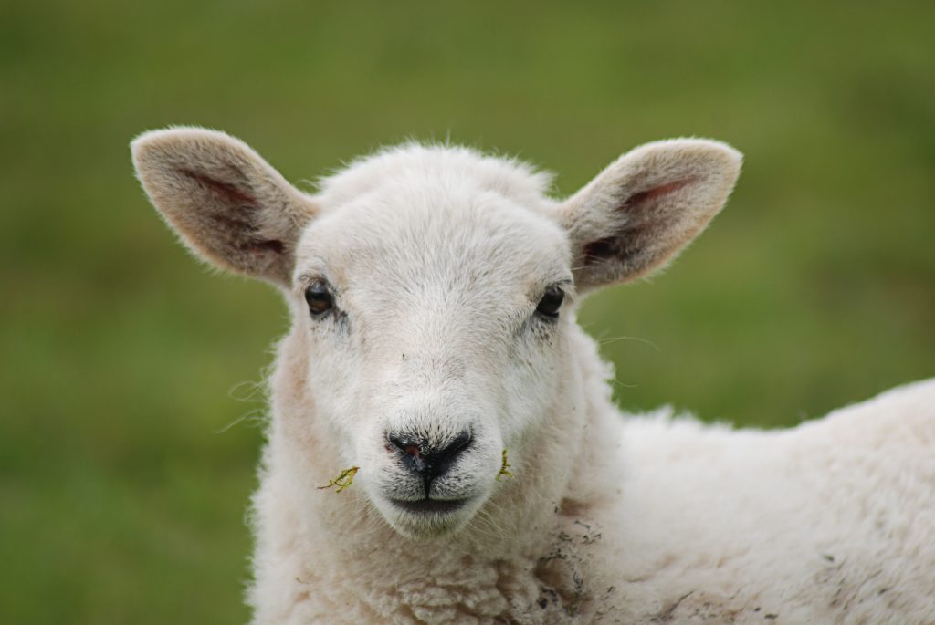 Dolly the test tube sheep