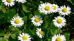 a bush of daisies