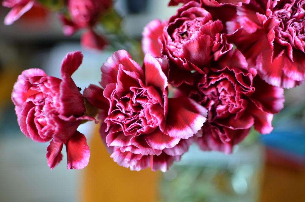 carnations