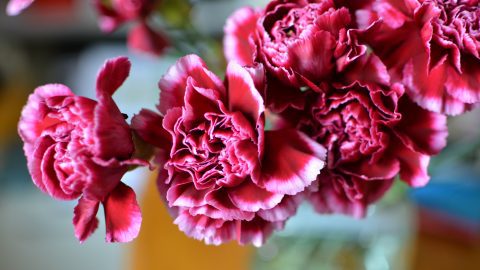 carnations