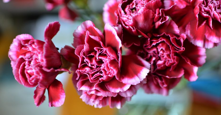 carnations