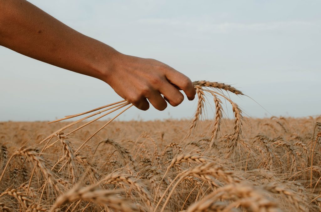 National Grain Free Day