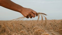 National Grain Free Day