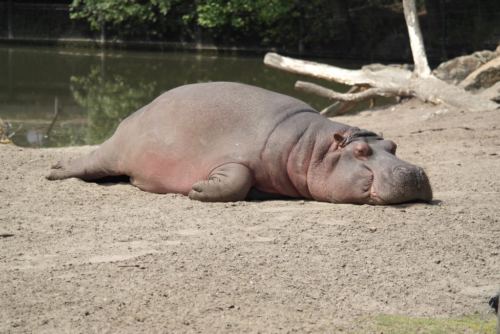 World Hippo Day