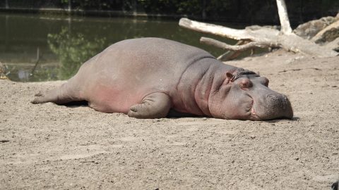 World Hippo Day