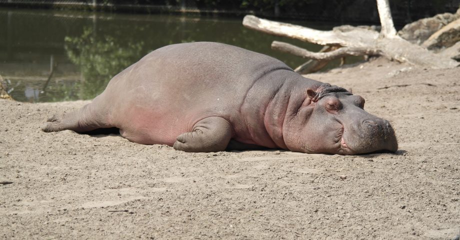 World Hippo Day