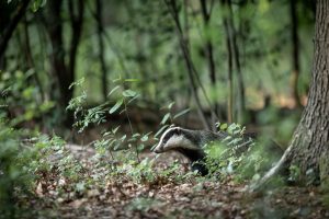 Badger in the woods