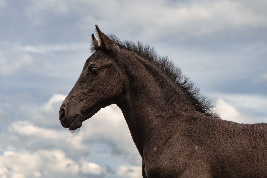 National Arabian Horse Day