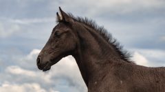 National Arabian Horse Day