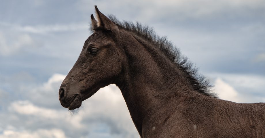 National Arabian Horse Day