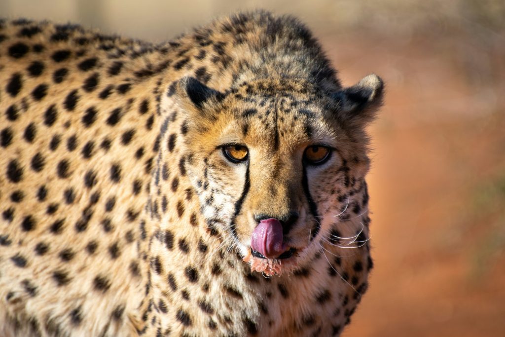 Cheetah in Kalahari Desert