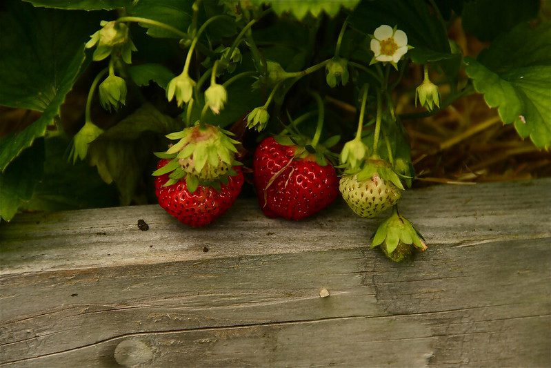 Growing strawberries